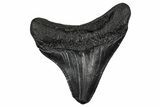 Juvenile Megalodon Tooth - South Carolina #340653-1